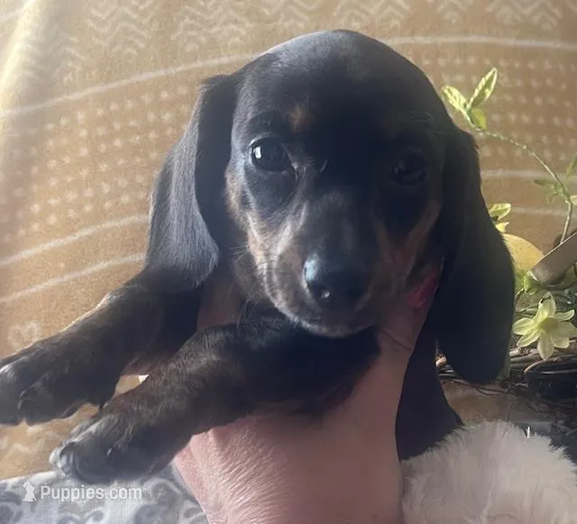 Zoe - Black/Tan SH, SALE – Miniature Dachshund puppy for sale in Hattiesburg, MS