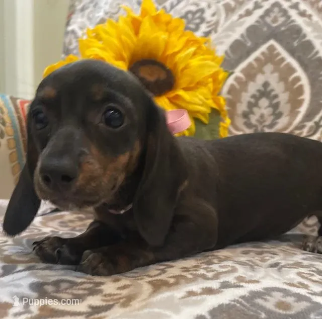Zoe - Black/Tan SH, SALE – Miniature Dachshund puppy for sale in Hattiesburg, MS