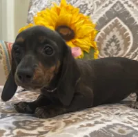 Zoe - Black/Tan SH, SALE, a female Miniature Dachshund for sale in Hattiesburg, MS – Photo 1 of 7