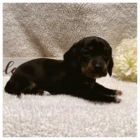 Zoe - Black/Tan SH, a female Miniature Dachshund for sale in Hattiesburg, MS – Photo 2 of 2