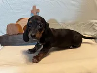 Zoe - Black/Tan SH, SALE, a female Miniature Dachshund for sale in Hattiesburg, MS – Photo 6 of 7