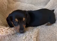 Remington - Black/Tan SH, a male Miniature Dachshund for sale in Hattiesburg, MS – 3 of 5