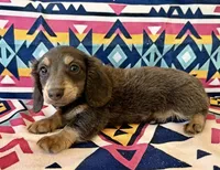 Sterling - Blue/Tan LH Male, a male Miniature Dachshund for sale in Hattiesburg, MS – 3 of 7