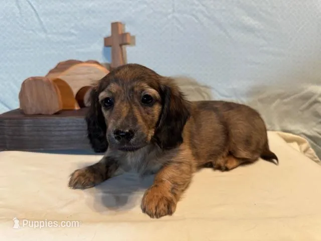 Duke - Brindle LH – Miniature Dachshund puppy for sale in Hattiesburg, MS
