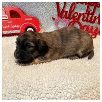 Duke - Brindle LH, a male Miniature Dachshund for sale in Hattiesburg, MS – Photo 2 of 2
