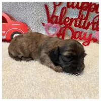 Duke - Brindle LH, a male Miniature Dachshund for sale in Hattiesburg, MS – Photo 1 of 2
