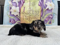 Ace - Silver Dapple LH, a male Miniature Dachshund for sale in Hattiesburg, MS – Photo 2 of 4