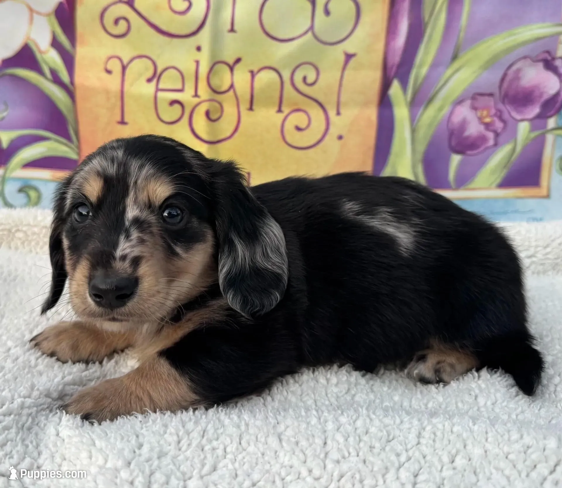Ace - Silver Dapple LH – Miniature Dachshund puppy for sale in Hattiesburg, MS