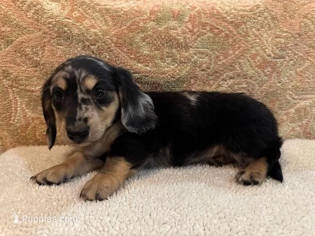 Ace - Silver Dapple LH – Miniature Dachshund puppy for sale in Hattiesburg, MS