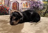 Ace - Silver Dapple LH, a male Miniature Dachshund for sale in Hattiesburg, MS – Photo 2 of 2