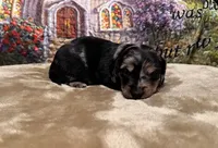 Ace - Silver Dapple LH, a male Miniature Dachshund for sale in Hattiesburg, MS – Photo 1 of 2
