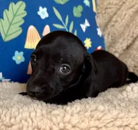 Jett, Solid Black SH, a male Miniature Dachshund for sale in Hattiesburg, MS – 3 of 9
