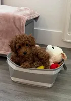 Toy poodle Puppies , a female Poodle - Toy  for sale in Sacramento, CA – Photo 3 of 10