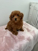 Toy poodle Puppies , a female Poodle - Toy  for sale in Sacramento, CA – Photo 7 of 10