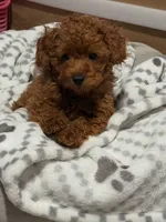 Toy poodle Puppies , a female Poodle - Toy  for sale in Sacramento, CA – Photo 5 of 10