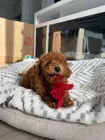 Toy poodle Puppies , a female Poodle - Toy  for sale in Sacramento, CA – Photo 8 of 10