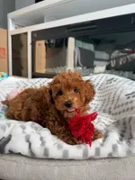 Toy poodle Puppies , a female Poodle - Toy  for sale in Sacramento, CA – Photo 10 of 10