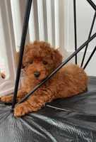 Toy poodle Puppies , a female Poodle - Toy  for sale in Sacramento, CA – Photo 6 of 10
