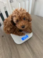 Toy poodle Puppies , a female Poodle - Toy  for sale in Sacramento, CA – Photo 4 of 10