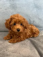 Toy poodle Puppies , a female Poodle - Toy  for sale in Sacramento, CA – Photo 1 of 10