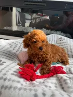 Toy poodle Puppies , a female Poodle - Toy  for sale in Sacramento, CA – Photo 9 of 10