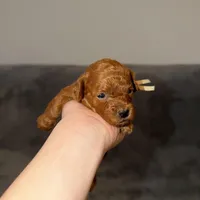 Mickey, a male Poodle - Toy  for sale in Sacramento, CA – Photo 3 of 10