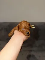 Mickey, a male Poodle - Toy  for sale in Sacramento, CA – Photo 3 of 10