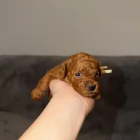 Mickey, a male Poodle - Toy  for sale in Sacramento, CA – Photo 2 of 10