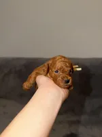 Mickey, a male Poodle - Toy  for sale in Sacramento, CA – Photo 2 of 10