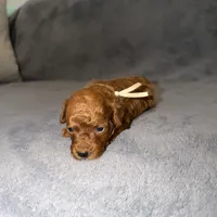 Mickey, a male Poodle - Toy  for sale in Sacramento, CA – Photo 9 of 10