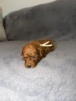 Mickey, a male Poodle - Toy  for sale in Sacramento, CA – Photo 9 of 10