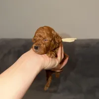 Mickey, a male Poodle - Toy  for sale in Sacramento, CA – Photo 1 of 10