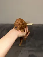 Mickey, a male Poodle - Toy  for sale in Sacramento, CA – Photo 1 of 10