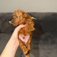 Mickey, a male Poodle - Toy  for sale in Sacramento, CA – Photo 4 of 10