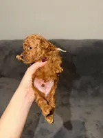 Mickey, a male Poodle - Toy  for sale in Sacramento, CA – Photo 4 of 10