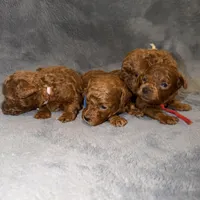 Mickey, a male Poodle - Toy  for sale in Sacramento, CA – Photo 10 of 10