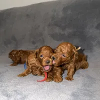 Mickey, a male Poodle - Toy  for sale in Sacramento, CA – Photo 6 of 10