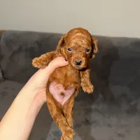 Mickey, a male Poodle - Toy  for sale in Sacramento, CA – Photo 5 of 10