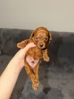 Mickey, a male Poodle - Toy  for sale in Sacramento, CA – Photo 5 of 10