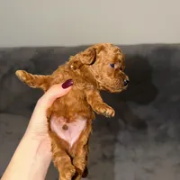 Mickey, a male Poodle - Toy  for sale in Sacramento, CA – Photo 8 of 10