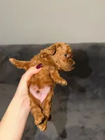 Mickey, a male Poodle - Toy  for sale in Sacramento, CA – Photo 8 of 10