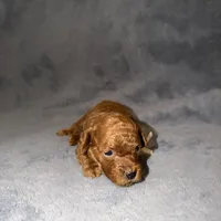 Mickey, a male Poodle - Toy  for sale in Sacramento, CA – Photo 7 of 10