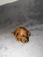 Mickey, a male Poodle - Toy  for sale in Sacramento, CA – Photo 7 of 10