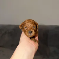 Luna, a female Poodle - Toy  for sale in Sacramento, CA – Photo 2 of 10