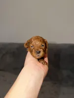 Luna, a female Poodle - Toy  for sale in Sacramento, CA – Photo 2 of 10