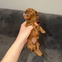 Luna, a female Poodle - Toy  for sale in Sacramento, CA – Photo 8 of 10