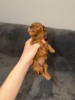 Luna, a female Poodle - Toy  for sale in Sacramento, CA – Photo 8 of 10