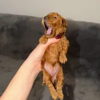 Luna, a female Poodle - Toy  for sale in Sacramento, CA – Photo 6 of 10