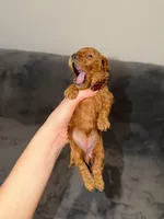 Luna, a female Poodle - Toy  for sale in Sacramento, CA – Photo 6 of 10