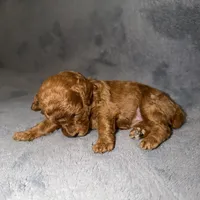 Luna, a female Poodle - Toy  for sale in Sacramento, CA – Photo 9 of 10